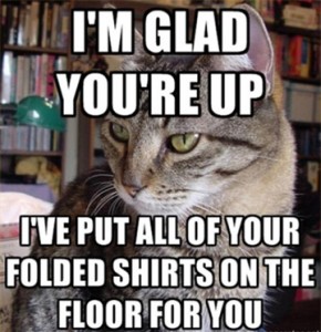 column_Cat-meme_023