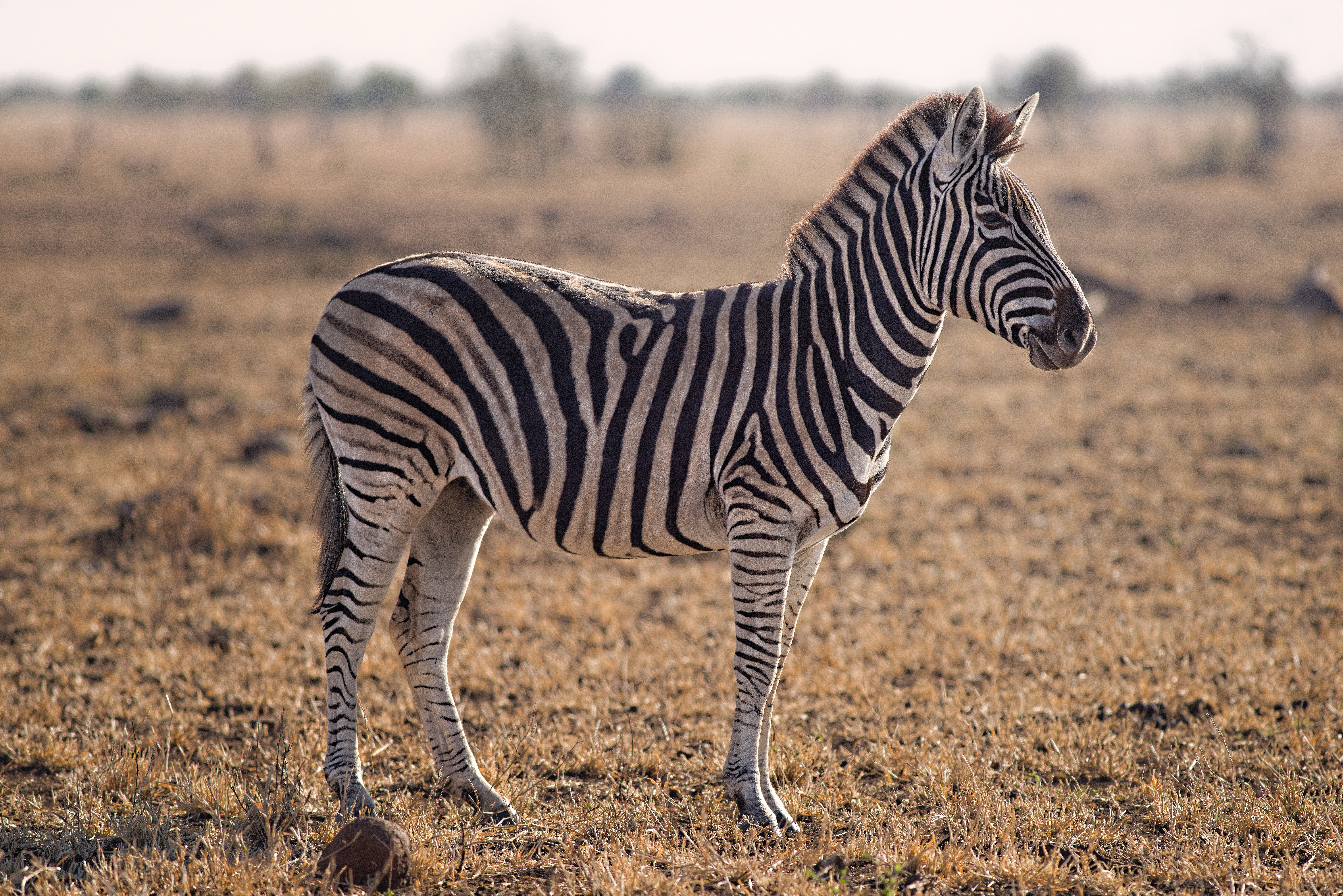 Zebra in plains.