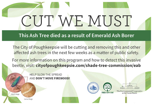 image explaining why the city of poughkeepsie has to cut down a tree